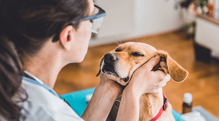 pet wellness exam