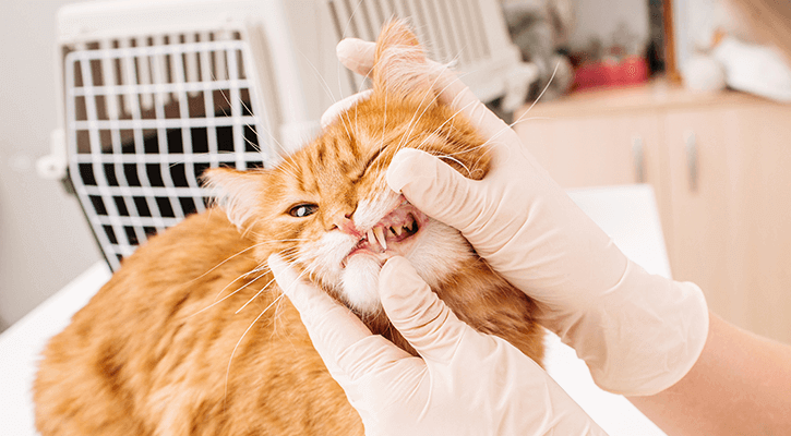 Pet Dental Care cat dental exam
