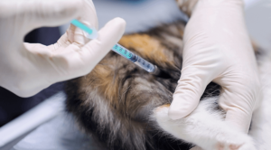Pet getting a vaccine